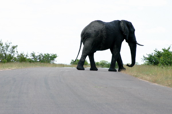 SAF069_kruger_elephant