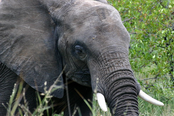 SAF074_kruger_elephant