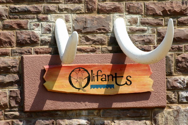 SAF079_kruger_olifants