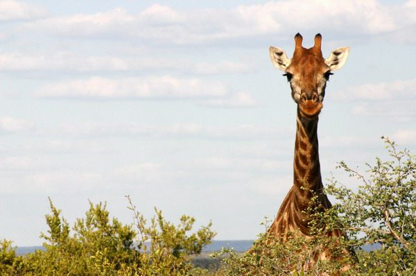 SAF093_kruger_girafe