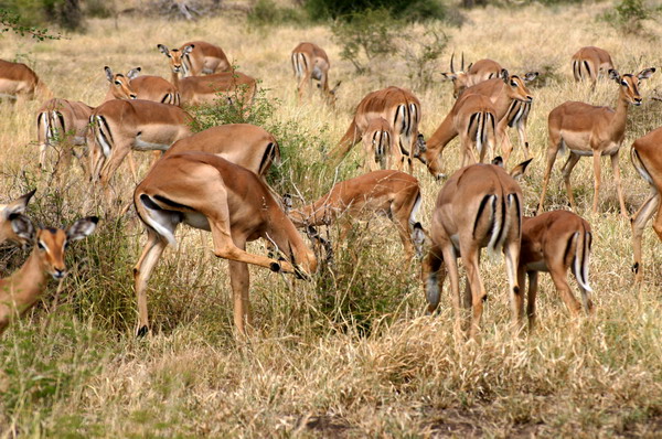 SAF131_kruger_impala