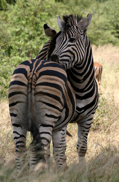 SAF136_kruger_zebre