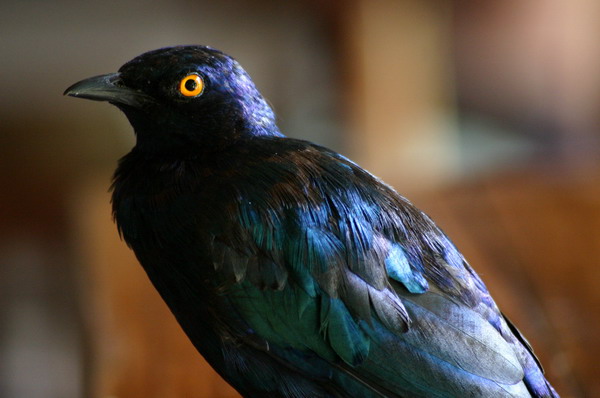 SAF144_kruger_oiseau