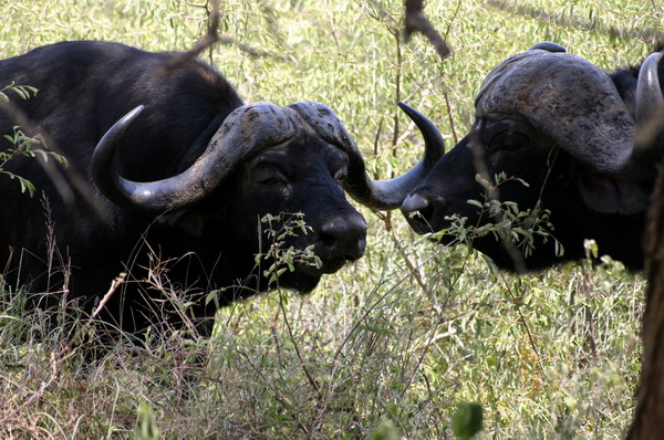 SAF150_kruger