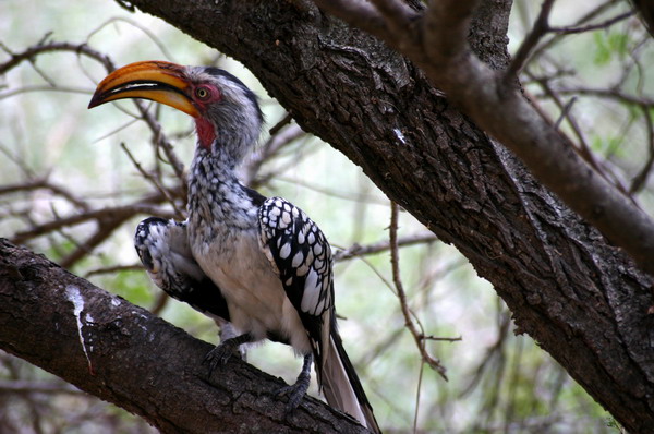 SAF151_kruger_oiseau