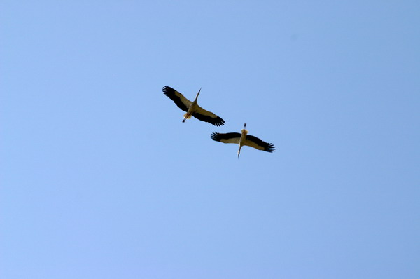 SAF157_kruger_oiseau