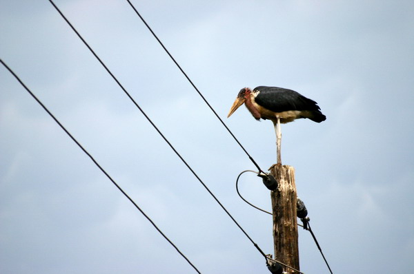 SAF208_kruger_oiseau