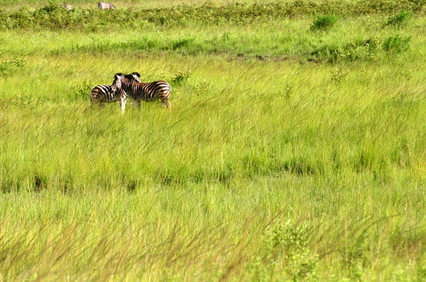SAF232_mlilwane_zebre