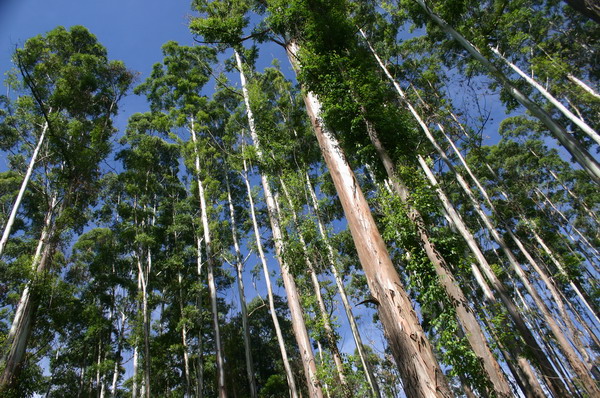SAF263_mlilwane_eucalyptus