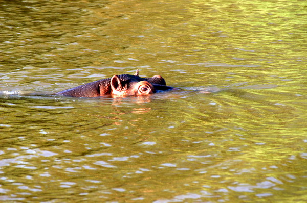 SAF290_santa_lucia_hippo