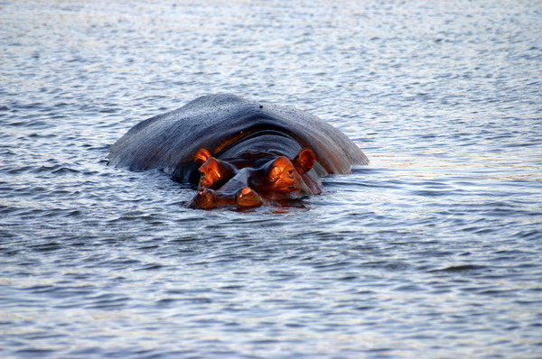 SAF305_santa_lucia_hippo