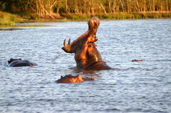SAF307_santa_lucia_hippo
