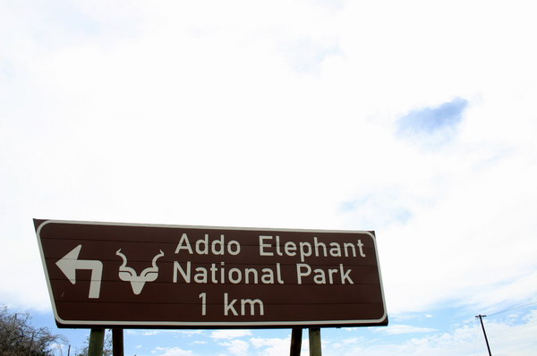 SAF376_addo