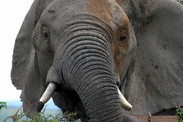 SAF382_addo_elephant