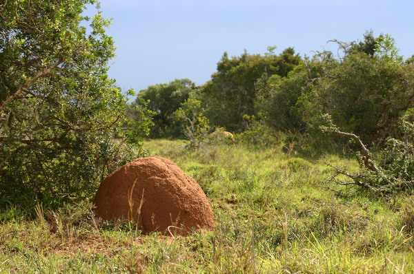 SAF399_addo_termitiere