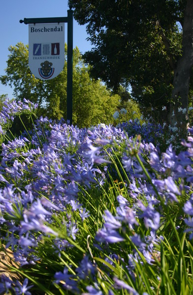 SAF504_franschoek_agapante