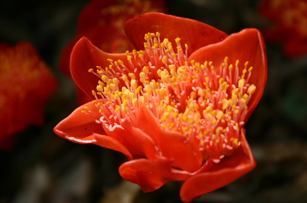 SAF611_fleur