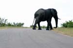 SAF069_kruger_elephant