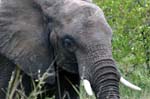 SAF074_kruger_elephant