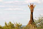 SAF093_kruger_girafe