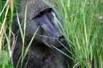 SAF107_kruger_babouin