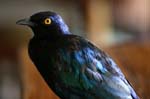 SAF144_kruger_oiseau