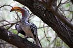 SAF151_kruger_oiseau