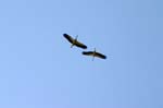 SAF157_kruger_oiseau