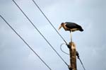 SAF208_kruger_oiseau