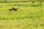 SAF232_mlilwane_zebre