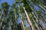 SAF263_mlilwane_eucalyptus