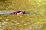 SAF290_santa_lucia_hippo