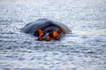 SAF305_santa_lucia_hippo