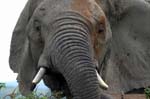 SAF382_addo_elephant