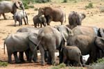 SAF387_addo_elephant