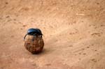 SAF406_addo_bousier