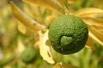 SAF481_citron