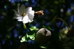 SAF483_fleur