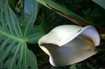 SAF492_rhododendron_fleur