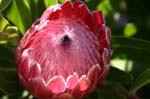 SAF533_protea