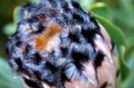 SAF544_protea
