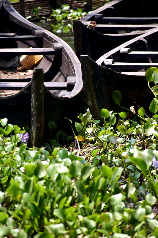 IND6915_kerala_backwaters