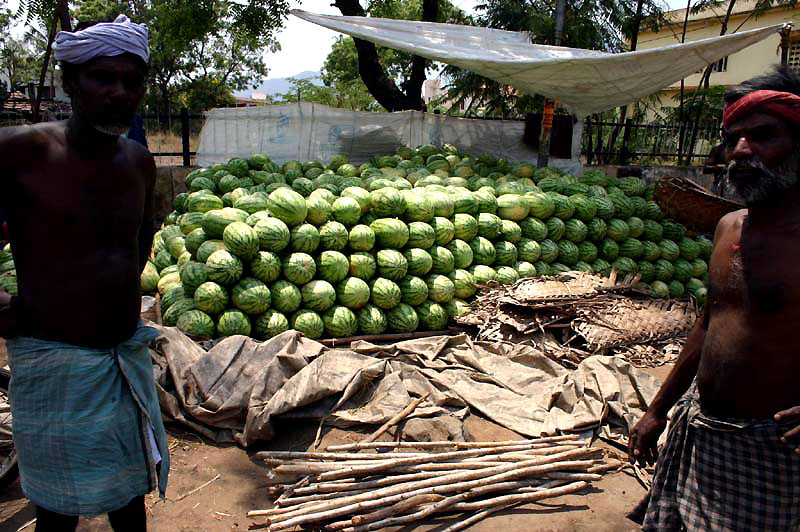 IND7118_pasteque_watermelon