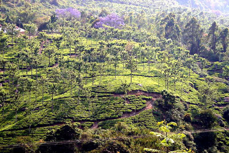 IND7129_ooty