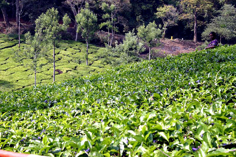 IND7136_ooty