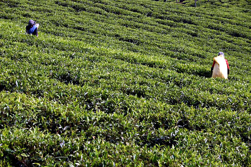 IND7149_ooty_the_tea