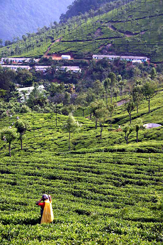 IND7151_ooty_the_tea