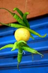 IND6731_goa_panjim_panaji