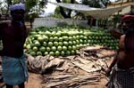 IND7118_pasteque_watermelon