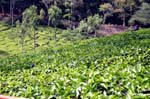 IND7136_ooty